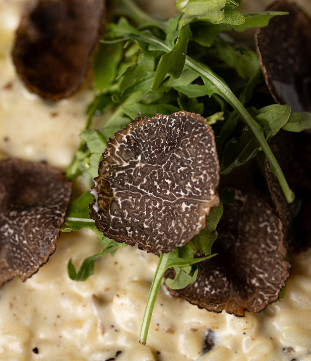 Truffe fraîche