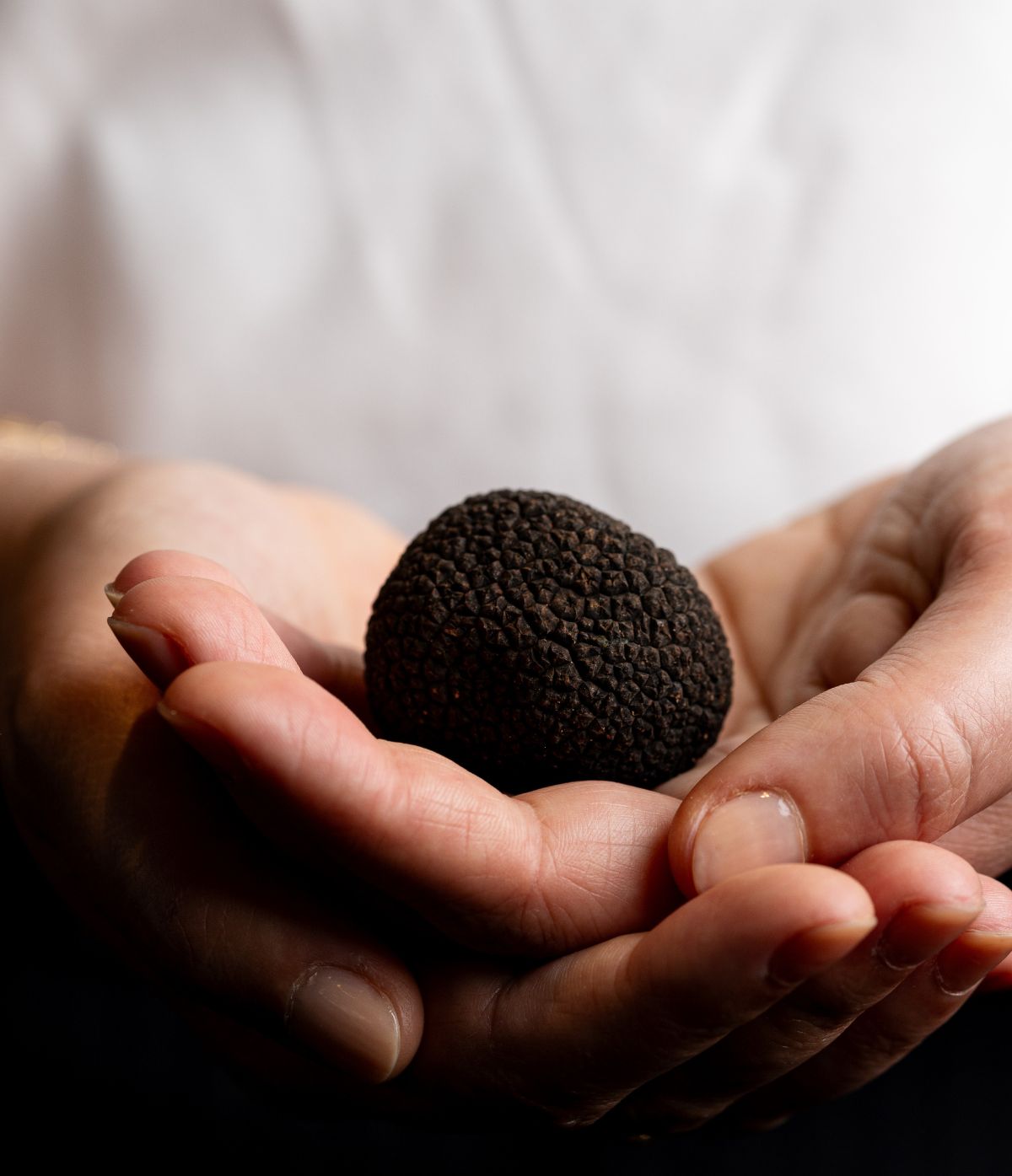 Truffe fraîche