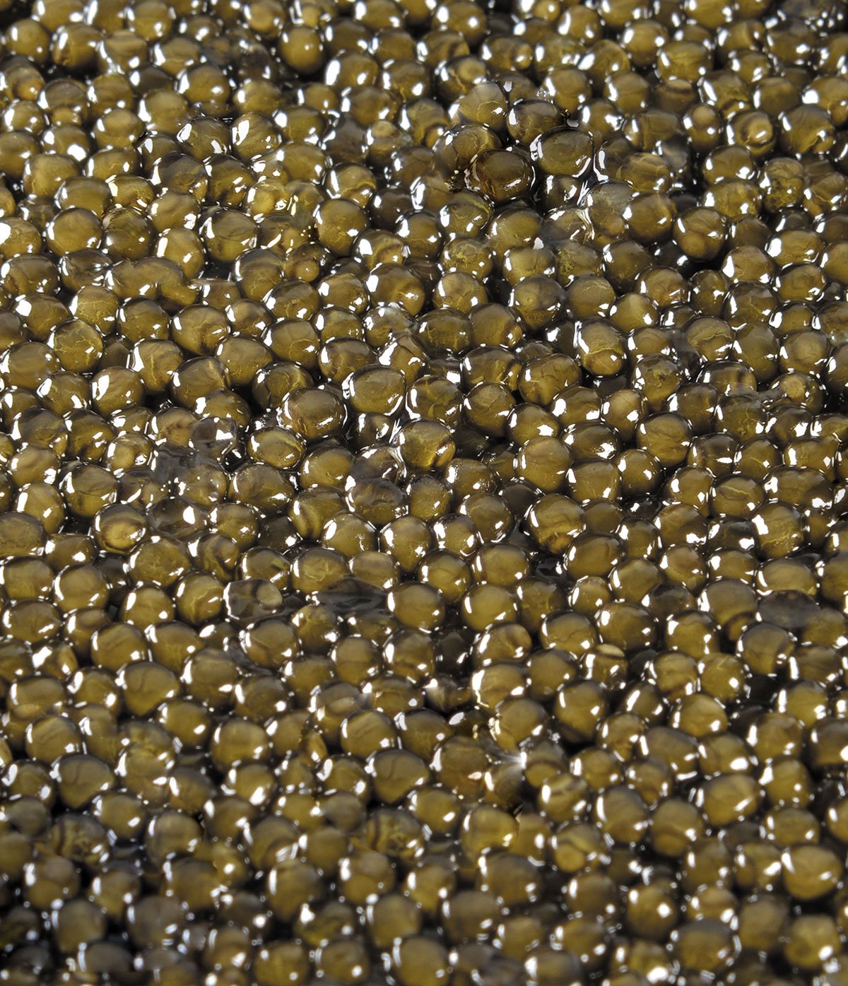 Coffret Caviar Osciètre